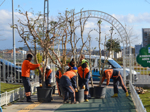 PARKLARA ÇEŞİT ÇEŞİT MEYVE AĞACI DİKİLİYOR