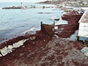 Bu görüntüler Caddebostan sahiline yakışmıyor